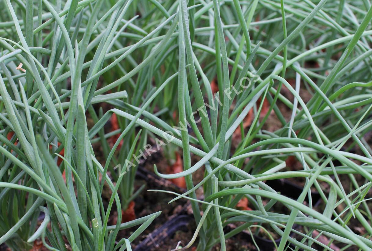 Cibule šalotka, žlutá 'Longor' - Allium cepa v.ascalonicum 'Longor'