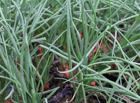 Cibule šalotka, žlutá 'Longor' - Allium cepa v.ascalonicum 'Longor'