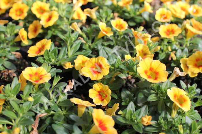 Minipetúnie, Million Bells 'Aloha Kona Tiky Mango' - Calibrachoa hybrida 'Aloha Kona Tiki Mango'