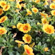 Minipetúnie, Million Bells 'Aloha Kona Tiky Mango' - Calibrachoa hybrida 'Aloha Kona Tiki Mango'