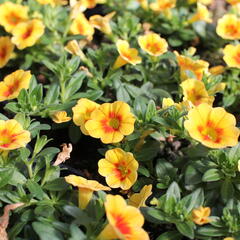 Minipetúnie, Million Bells 'Aloha Kona Tiky Mango' - Calibrachoa hybrida 'Aloha Kona Tiki Mango'