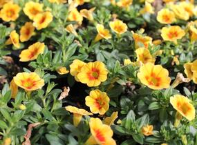 Minipetúnie, Million Bells 'Aloha Kona Tiky Mango' - Calibrachoa hybrida 'Aloha Kona Tiki Mango'