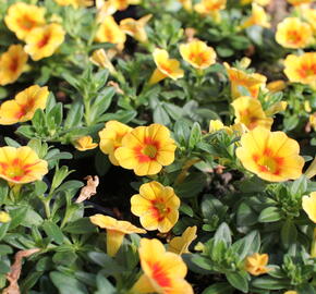 Minipetúnie, Million Bells 'Aloha Kona Tiky Mango' - Calibrachoa hybrida 'Aloha Kona Tiki Mango'