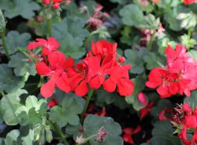Muškát, pelargonie převislá plnokvětá 'Atlantic Fire - Pelargonium peltatum 'Atlantic Fire