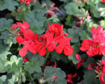 Muškát, pelargonie převislá plnokvětá 'Atlantic Fire