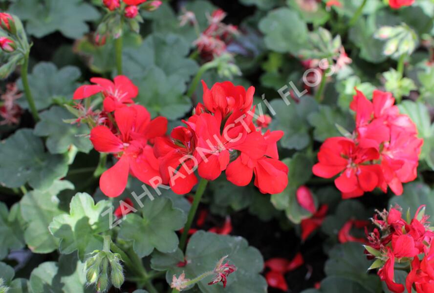 Muškát, pelargonie převislá plnokvětá 'Atlantic Fire - Pelargonium peltatum 'Atlantic Fire
