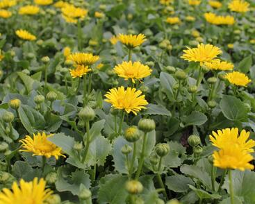 Kamzičník východní 'Leonardo Compact'