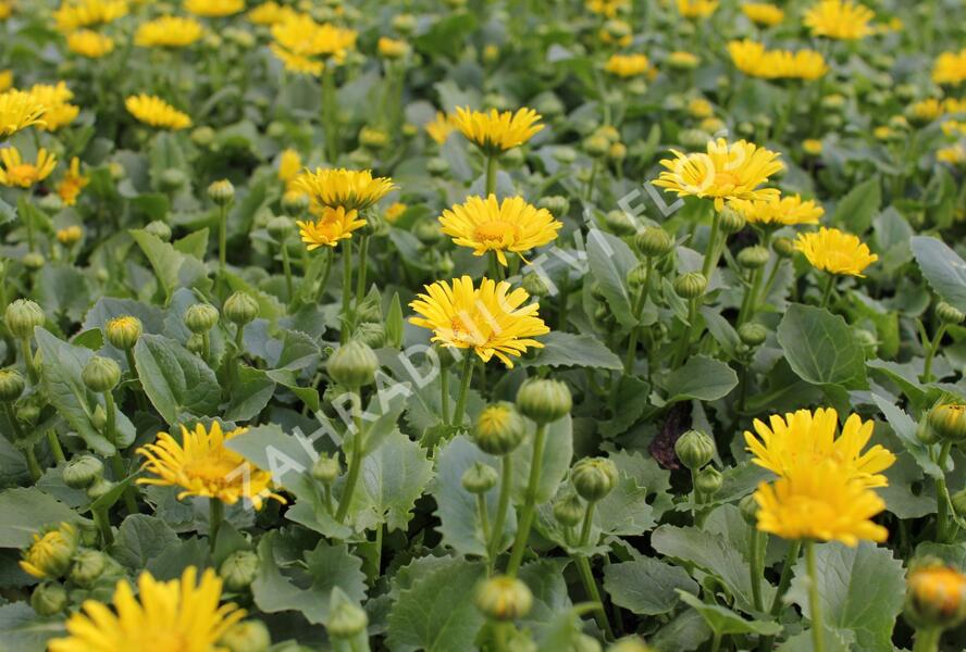 Kamzičník východní 'Leonardo Compact' - Doronicum orientale 'Leonardo Compact'