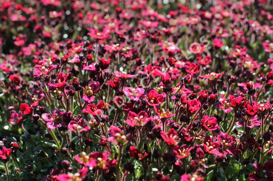 Lomikámen arendsův 'Alpino Deep Rose' - Saxifraga x arendsii 'Alpino Deep Rose'