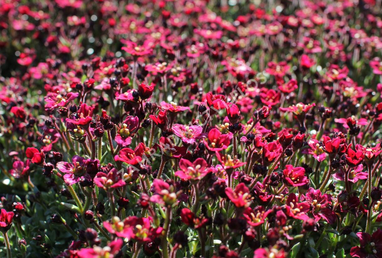 Lomikámen arendsův 'Alpino Deep Rose' - Saxifraga x arendsii 'Alpino Deep Rose'