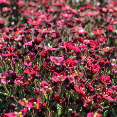 Lomikámen arendsův 'Alpino Deep Rose' - Saxifraga x arendsii 'Alpino Deep Rose'