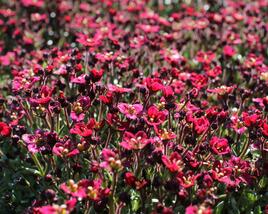 Lomikámen arendsův 'Alpino Deep Rose'