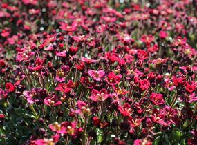 Lomikámen arendsův 'Alpino Deep Rose' - Saxifraga x arendsii 'Alpino Deep Rose'