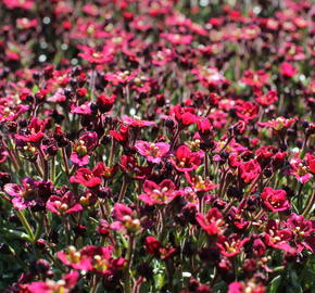 Lomikámen arendsův 'Alpino Deep Rose' - Saxifraga x arendsii 'Alpino Deep Rose'