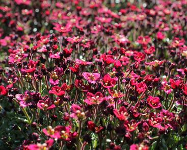 Lomikámen arendsův 'Alpino Deep Rose'