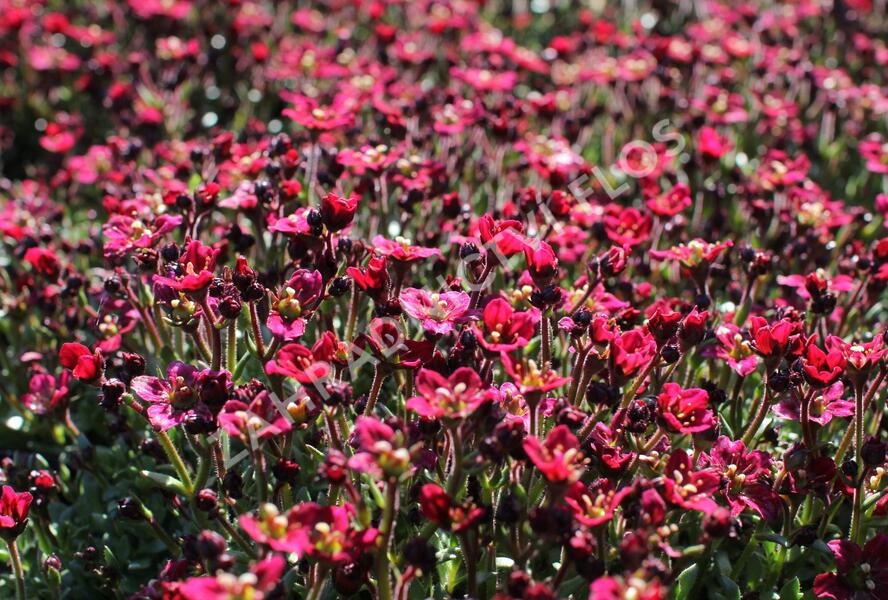 Lomikámen arendsův 'Alpino Deep Rose' - Saxifraga x arendsii 'Alpino Deep Rose'