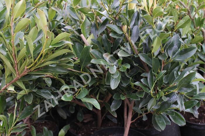 Distylium x 'Blue Cascade' - Distylium x 'Blue Cascade'