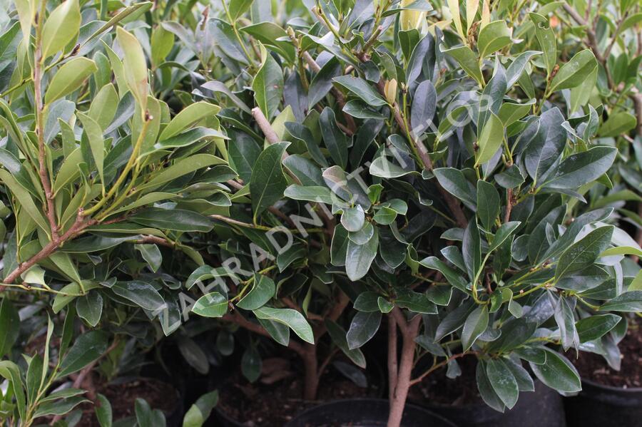 Distylium x 'Blue Cascade' - Distylium x 'Blue Cascade'