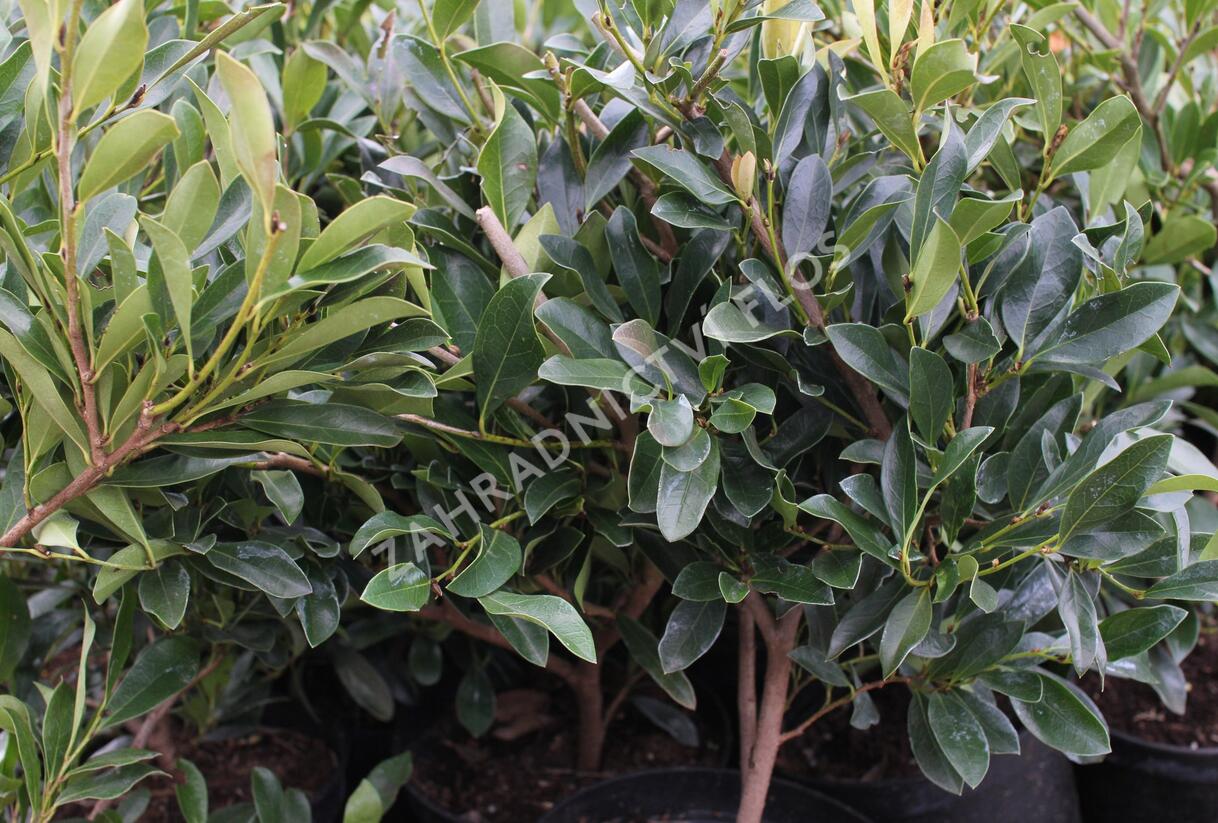 Distylium 'Blue Cascade' - Distylium 'Blue Cascade'