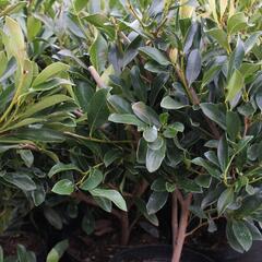 Distylium x 'Blue Cascade' - Distylium x 'Blue Cascade'