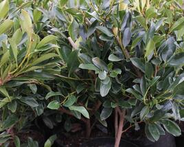 Distylium 'Blue Cascade'