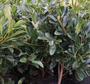 Distylium x 'Blue Cascade' - Distylium x 'Blue Cascade'