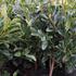 distylium-x-blue-cascade.jpg