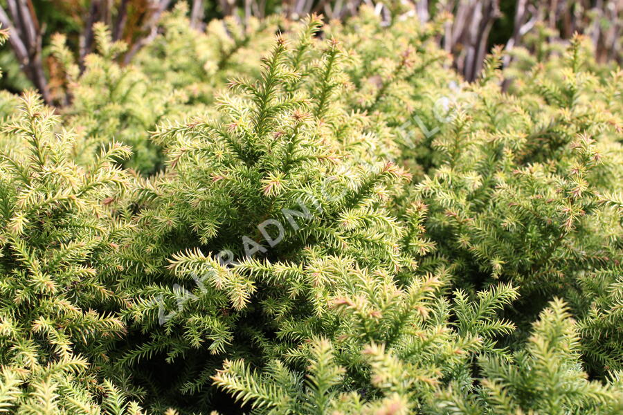 Kryptomérie japonská 'Vilmorin Gold' - Cryptomeria japonica 'Vilmorin Gold'