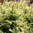 Kryptomérie japonská 'Vilmorin Gold' - Cryptomeria japonica 'Vilmorin Gold'