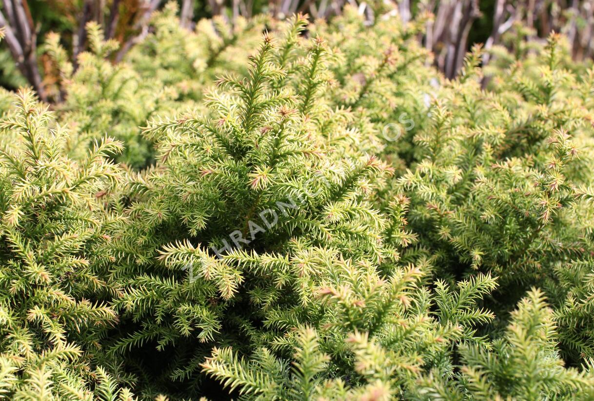 Kryptomérie japonská 'Vilmorin Gold' - Cryptomeria japonica 'Vilmorin Gold'