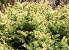 Kryptomérie japonská 'Vilmorin Gold' - Cryptomeria japonica 'Vilmorin Gold'