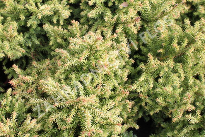 Kryptomérie japonská 'Vilmorin Gold' - Cryptomeria japonica 'Vilmorin Gold'
