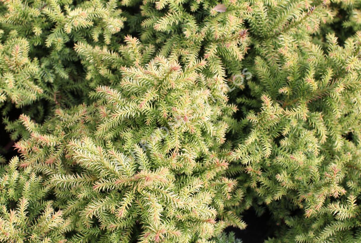 Kryptomérie japonská 'Vilmorin Gold' - Cryptomeria japonica 'Vilmorin Gold'