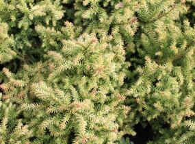 Kryptomérie japonská 'Vilmorin Gold' - Cryptomeria japonica 'Vilmorin Gold'