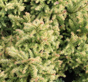 Kryptomérie japonská 'Vilmorin Gold' - Cryptomeria japonica 'Vilmorin Gold'
