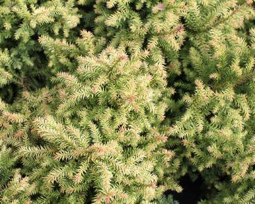 Kryptomérie japonská 'Vilmorin Gold'