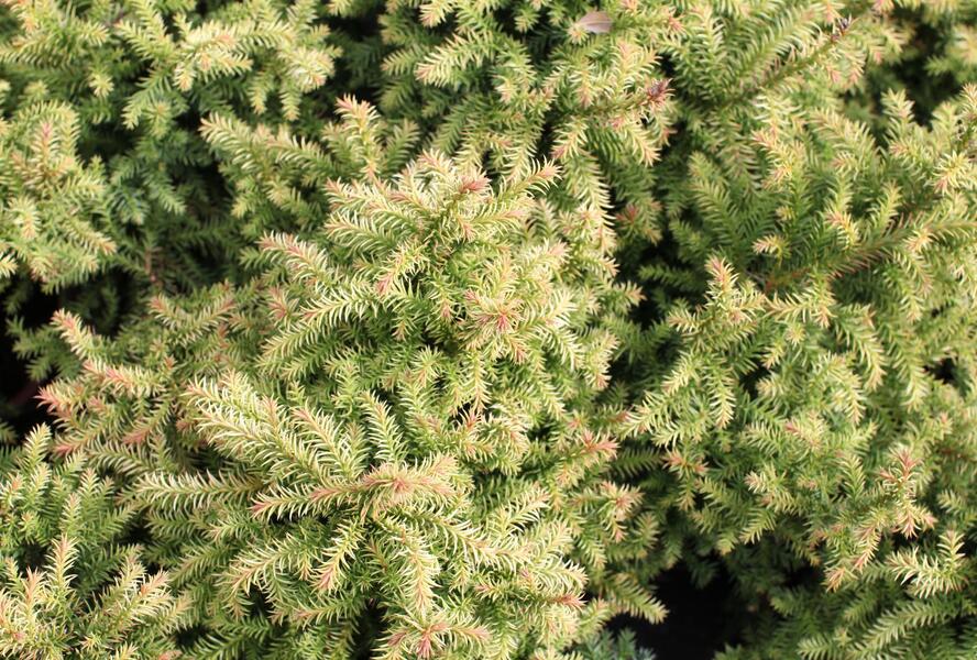 Kryptomérie japonská 'Vilmorin Gold' - Cryptomeria japonica 'Vilmorin Gold'