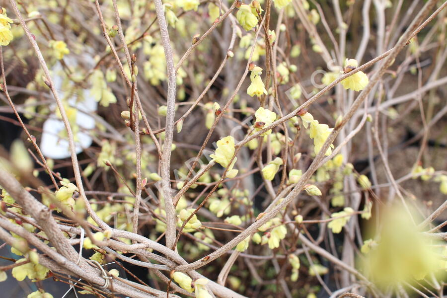 Lískovníček chudokvětý - Corylopsis pauciflora