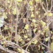 Lískovníček chudokvětý - Corylopsis pauciflora