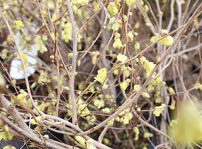Lískovníček chudokvětý - Corylopsis pauciflora