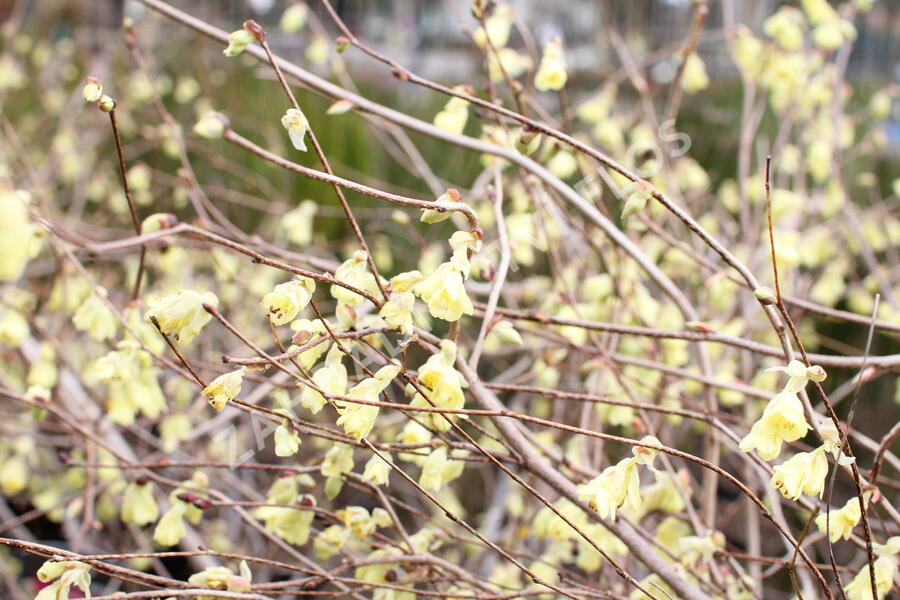 Lískovníček chudokvětý - Corylopsis pauciflora