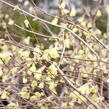 Lískovníček chudokvětý - Corylopsis pauciflora