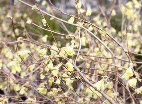 Lískovníček chudokvětý - Corylopsis pauciflora