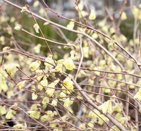 Lískovníček chudokvětý - Corylopsis pauciflora