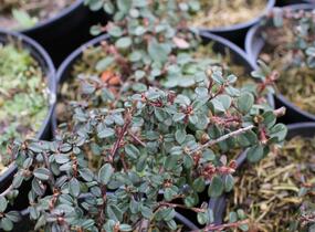 Skalník drobnolistý - Cotoneaster microphyllus