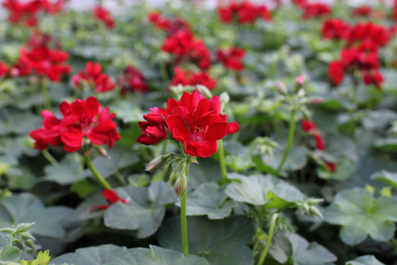 Muškát, pelargonie převislá jednoduchá 'Atlantic Red' - Pelargonium ...