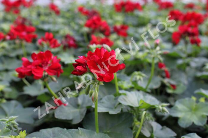 Muškát, pelargonie převislá jednoduchá 'Atlantic Red' - Pelargonium peltatum 'Atlantic Red'