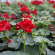Muškát, pelargonie převislá jednoduchá 'Atlantic Red' - Pelargonium peltatum 'Atlantic Red'