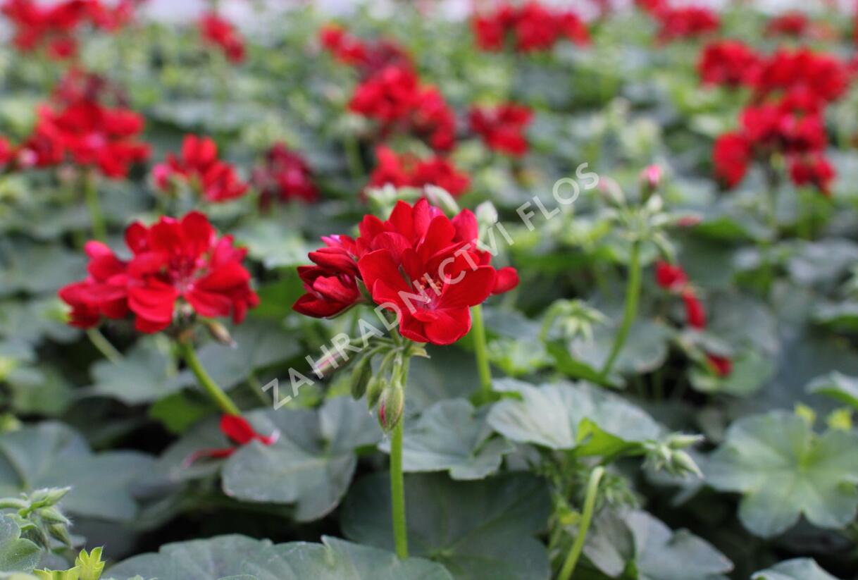 Muškát, pelargonie převislá plnokvětá 'Atlantic Red' - Pelargonium peltatum 'Atlantic Red'