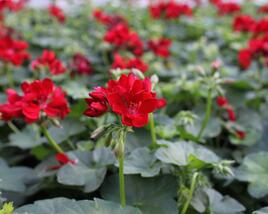 Muškát, pelargonie převislá plnokvětá 'Atlantic Red'